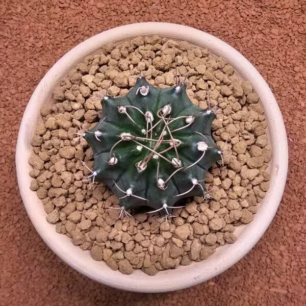 Gymnocalycium Mihanovichii 6.5 cm Boyutunda Özel Tür Kaktüs