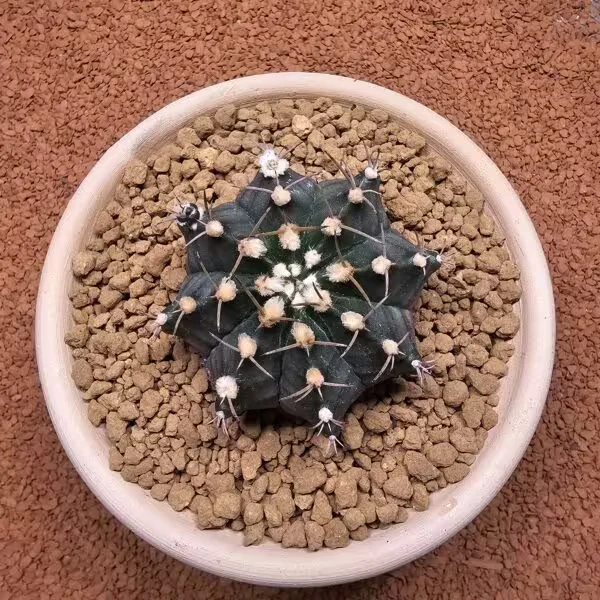 Gymnocalycium Mihanovichii 7 cm Boyutunda Özel Tür Kaktüs