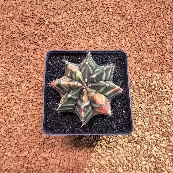 Gymnocalycium Mihanovichii 6 cm Boyutunda Özel Tür Kaktüs
