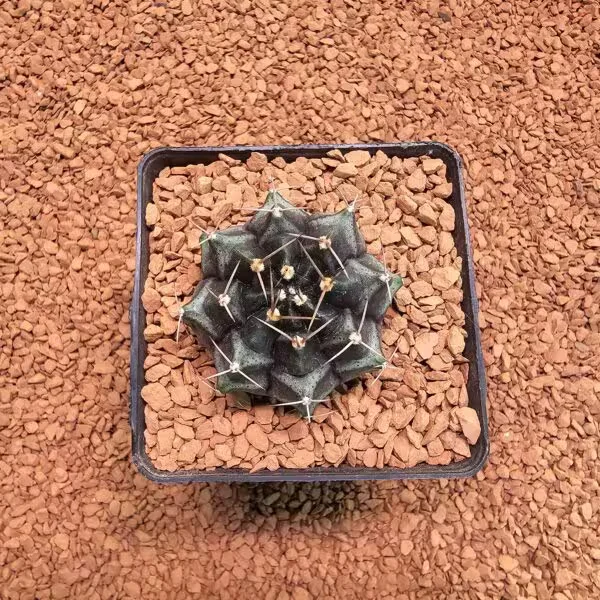 Gymnocalycium Daydream 5 cm Boyutunda Özel Tür Kaktüs