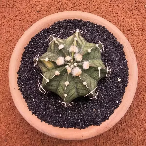 Gymnocalycium Mihanovichii 6.5 cm Boyutunda Özel Tür Kaktüs