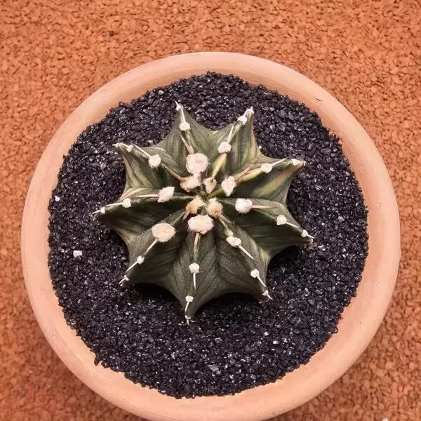 Gymnocalycium Mihanovichii 6.5 cm Boyutunda Özel Tür Kaktüs