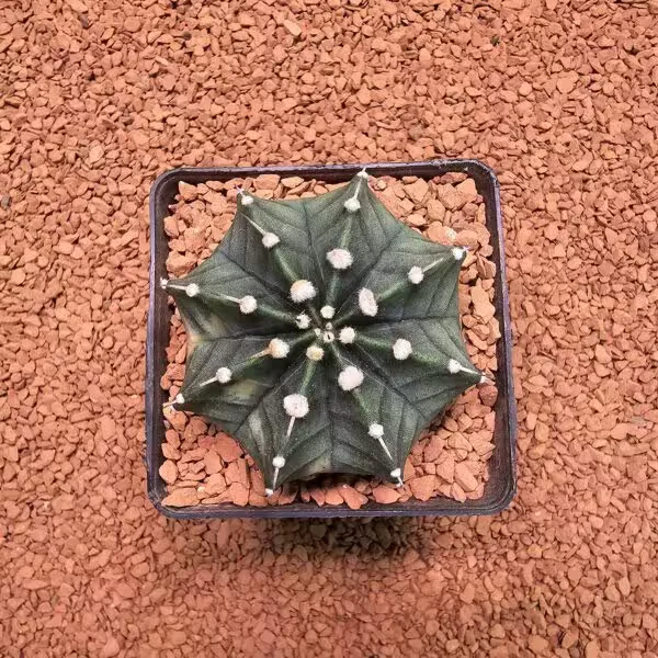 Gymnocalycium Mihanovichii 6.5 cm Boyutunda Özel Tür Kaktüs