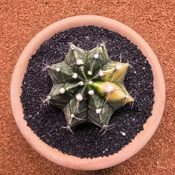 Gymnocalycium Mihanovichii 6.5 cm Boyutunda Özel Tür Kaktüs