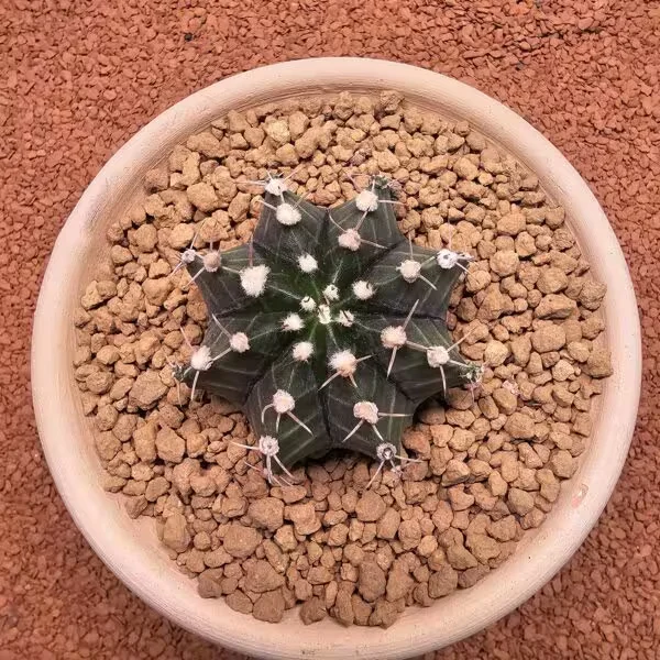 Gymnocalycium Mihanovichii 6.5 cm Boyutunda Özel Tür Kaktüs