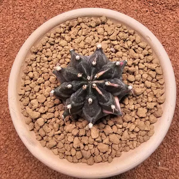 Gymnocalycium Mihanovichii 6.5 cm Boyutunda Özel Tür Kaktüs