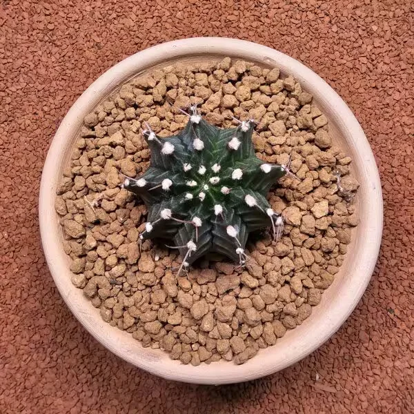 Gymnocalycium Mihanovichii 6.5 cm Boyutunda Özel Tür Kaktüs