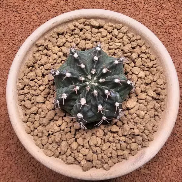 Gymnocalycium Mihanovichii 6.5 cm Boyutunda Özel Tür Kaktüs