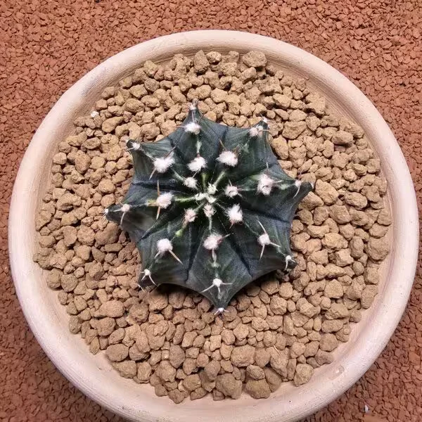 Gymnocalycium Mihanovichii 6.5 cm Boyutunda Özel Tür Kaktüs