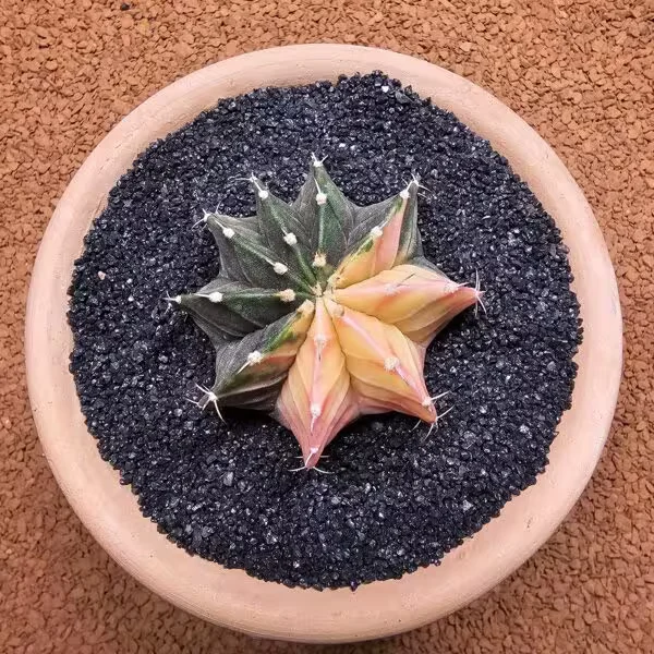 Gymnocalycium Mihanovichii 6.5 cm Boyutunda Özel Tür Kaktüs