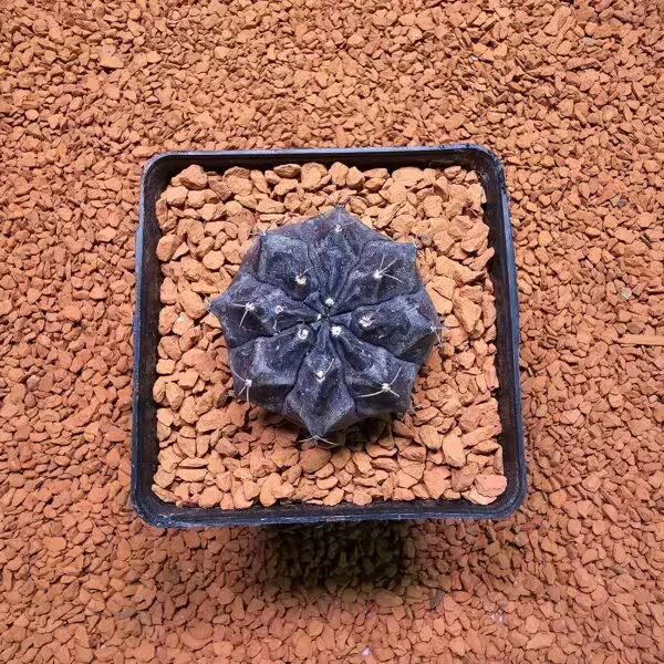 Gymnocalycium Daydream 5 cm Boyutunda Özel Tür Kaktüs