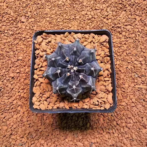 Gymnocalycium Daydream 5 cm Boyutunda Özel Tür Kaktüs