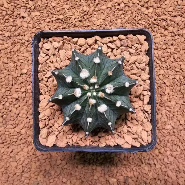 Gymnocalycium Mihanovichii 5 cm Boyutunda Özel Tür Kaktüs