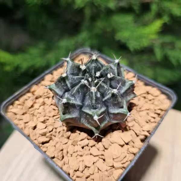 Gymnocalycium Daydream 5 cm Boyutunda Özel Tür Kaktüs