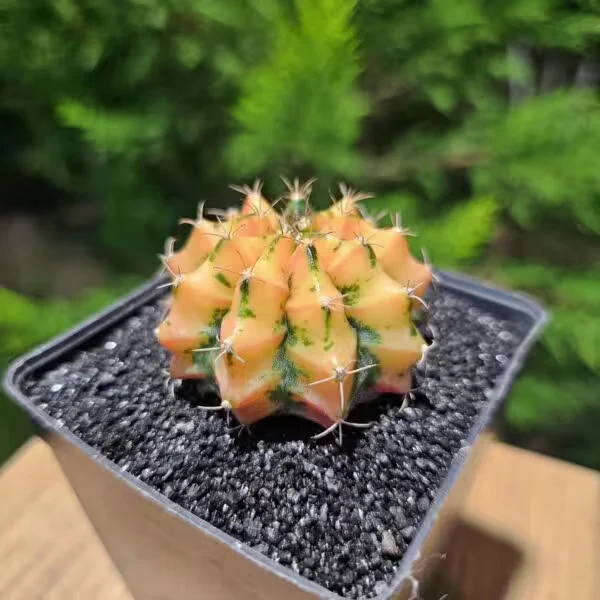 Gymnocalycium Mihanovichii 5 cm Boyutunda Özel Tür Kaktüs