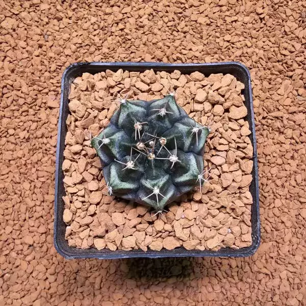 Gymnocalycium Daydream 4.5 cm Boyutunda Özel Tür Kaktüs