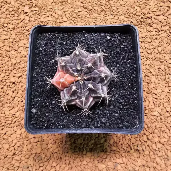 Gymnocalycium Daydream 4.5 cm Boyutunda Özel Tür Kaktüs