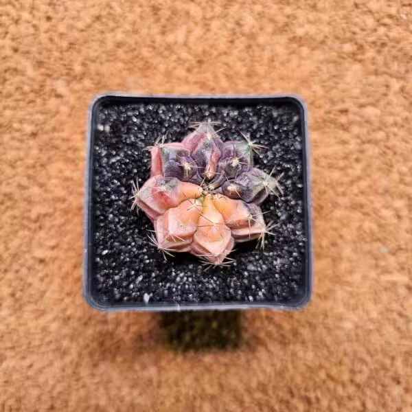 Gymnocalycium Daydream 5 cm Boyutunda Özel Tür Kaktüs