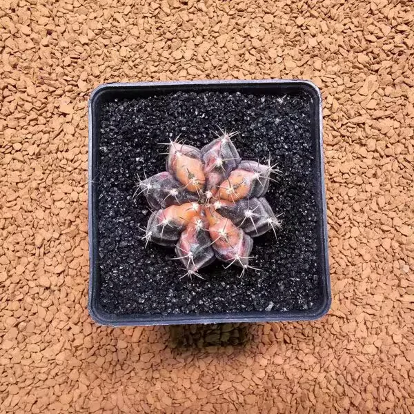 Gymnocalycium Daydream 4 cm Boyutunda Özel Tür Kaktüs