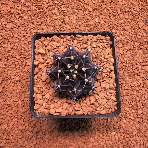 Gymnocalycium Daydream 4.5 cm Boyutunda Özel Tür Kaktüs