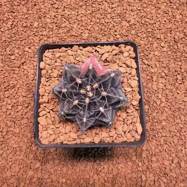 Gymnocalycium Daydream 5 cm Boyutunda Özel Tür Kaktüs
