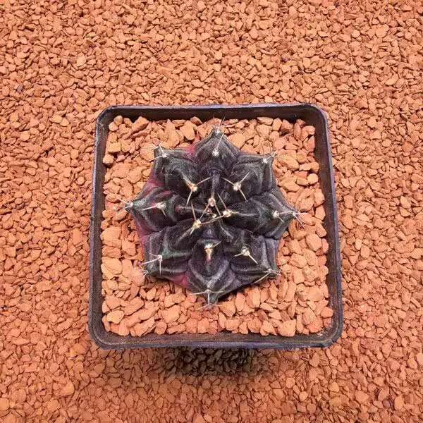 Gymnocalycium Daydream 5.5 cm Boyutunda Özel Tür Kaktüs