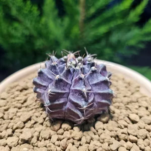 Gymnocalycium Daydream 6 cm Boyutunda Özel Tür Kaktüs
