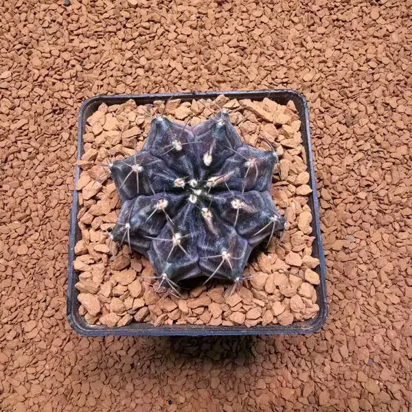 Gymnocalycium Daydream 5.5 cm Boyutunda Özel Tür Kaktüs