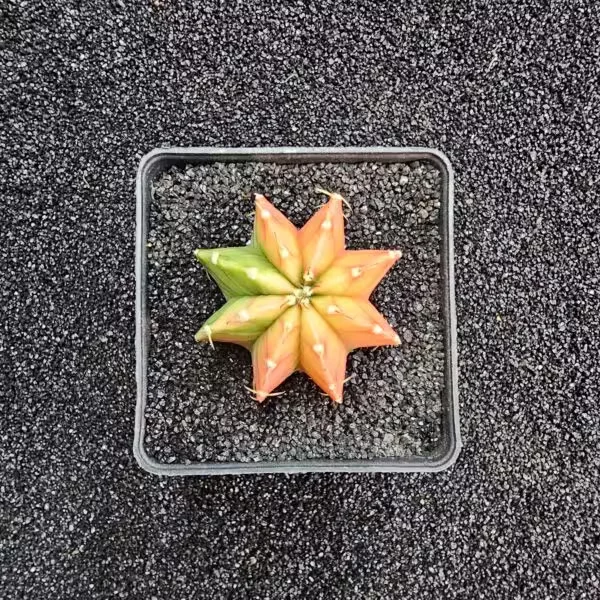 Gymnocalycium Mihanovichii 5 cm Boyutunda Özel Tür Kaktüs
