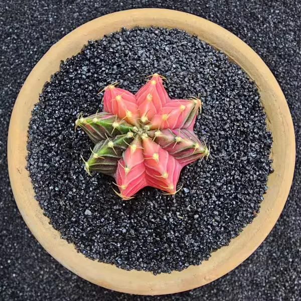 Gymnocalycium Mihanovichii 5 cm Boyutunda Özel Tür Kaktüs