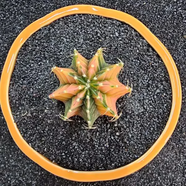 Gymnocalycium Mihanovichii 5 cm Boyutunda Özel Tür Kaktüs