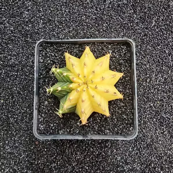Gymnocalycium Mihanovichii 5 cm Boyutunda Özel Tür Kaktüs