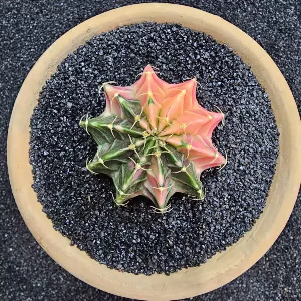 Gymnocalycium Mihanovichii 5.5 cm Boyutunda Özel Tür Kaktüs