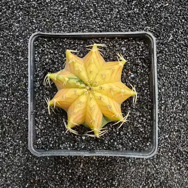 Gymnocalycium Mihanovichii 5 cm Boyutunda Özel Tür Kaktüs