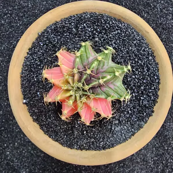 Gymnocalycium Mihanovichii 5 cm Boyutunda Özel Tür Kaktüs