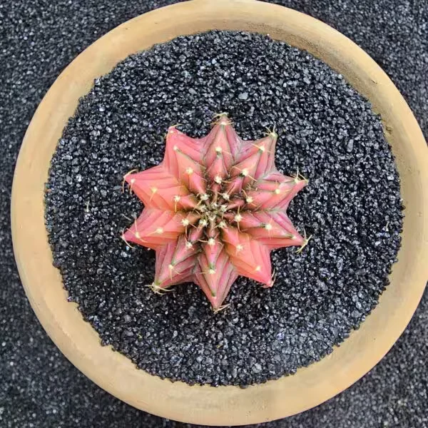 Gymnocalycium Mihanovichii 4.5 cm Boyutunda Özel Tür Kaktüs