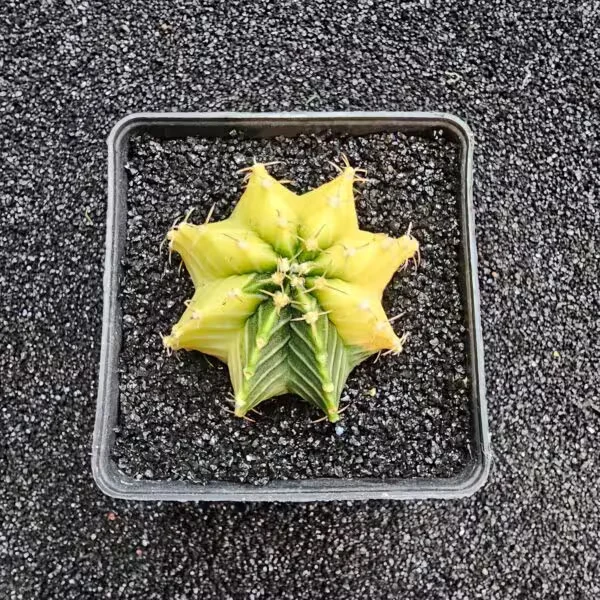 Gymnocalycium Mihanovichii 5 cm Boyutunda Özel Tür Kaktüs
