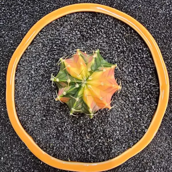 Gymnocalycium Mihanovichii 5 cm Boyutunda Özel Tür Kaktüs