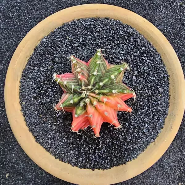 Gymnocalycium Mihanovichii 5 cm Boyutunda Özel Tür Kaktüs