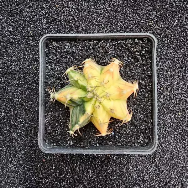 Gymnocalycium Mihanovichii 5 cm Boyutunda Özel Tür Kaktüs
