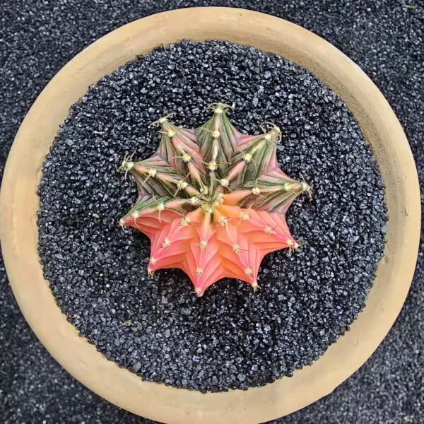 Gymnocalycium Mihanovichii 5 cm Boyutunda Özel Tür Kaktüs