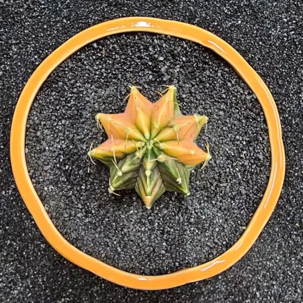 Gymnocalycium Mihanovichii 5 cm Boyutunda Özel Tür Kaktüs