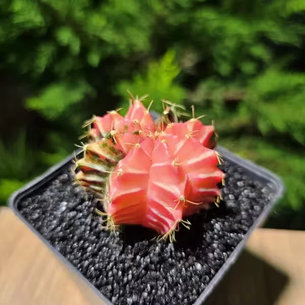 Gymnocalycium Mihanovichii 5 cm Boyutunda Özel Tür Kaktüs
