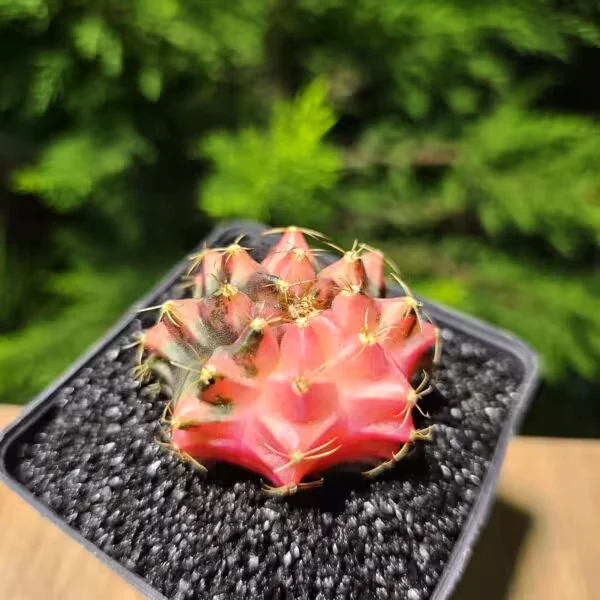 Gymnocalycium Mihanovichii 5 cm Boyutunda Özel Tür Kaktüs
