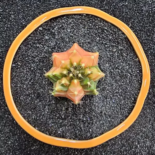 Gymnocalycium Mihanovichii 5 cm Boyutunda Özel Tür Kaktüs
