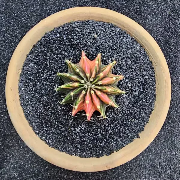 Gymnocalycium Mihanovichii 5 cm Boyutunda Özel Tür Kaktüs