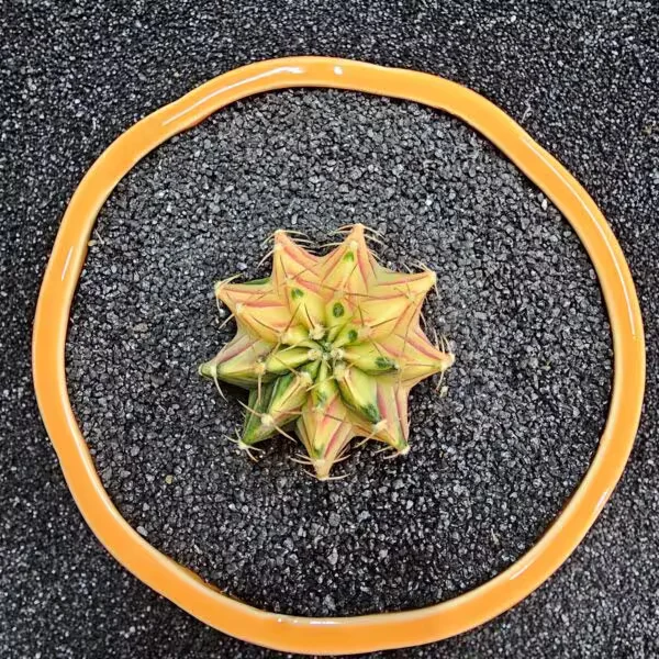 Gymnocalycium Mihanovichii 5 cm Boyutunda Özel Tür Kaktüs