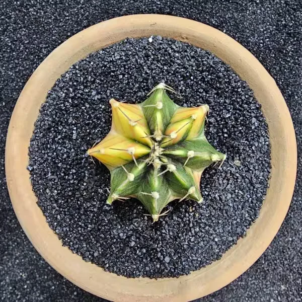 Gymnocalycium Mihanovichii 5 cm Boyutunda Özel Tür Kaktüs