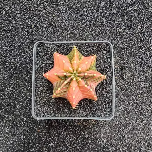 Gymnocalycium Mihanovichii 5 cm Boyutunda Özel Tür Kaktüs