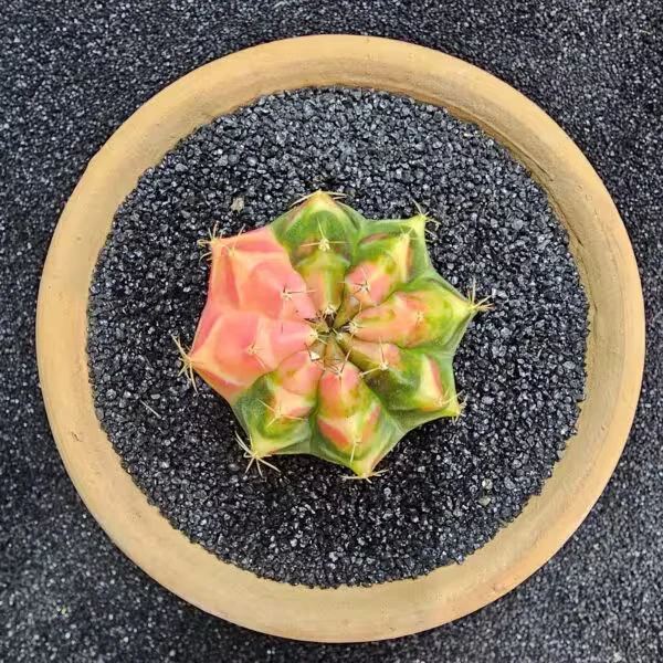Gymnocalycium Mihanovichii 5 cm Boyutunda Özel Tür Kaktüs